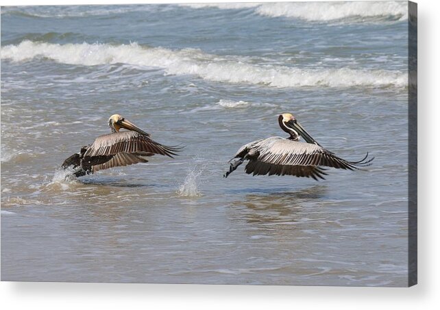 Wild Acrylic Print featuring the photograph Lift Off by Christy Pooschke