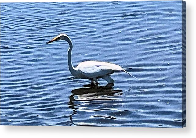  Acrylic Print featuring the painting Crane by Anitra Boyt