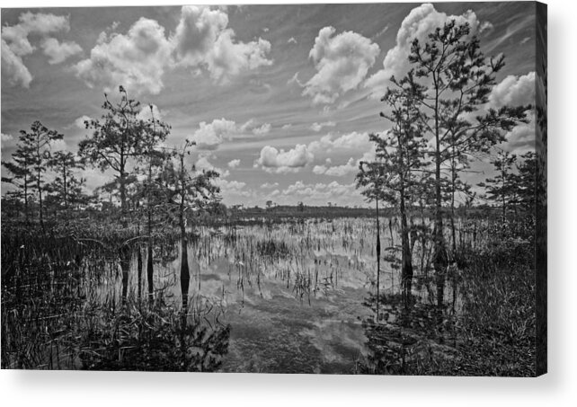 Everglades Acrylic Print featuring the photograph Florida everglades 5210BW by Rudy Umans