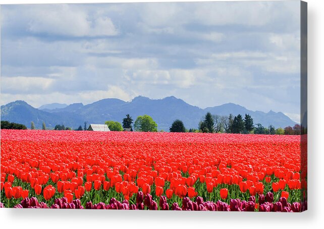 Western Washington State Acrylic Print featuring the photograph Skagit Valley Tulip Farm by E Faithe Lester