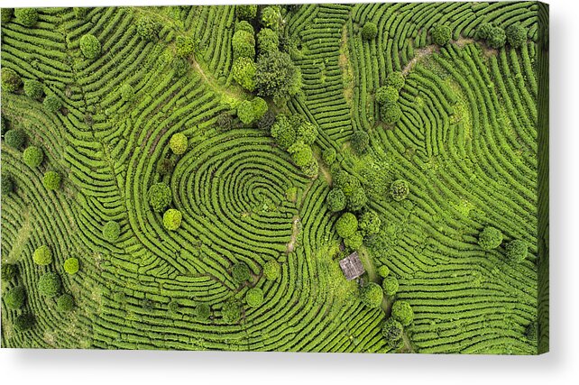 Tranquility Acrylic Print featuring the photograph Aerial view of Tea fields #1 by MediaProduction