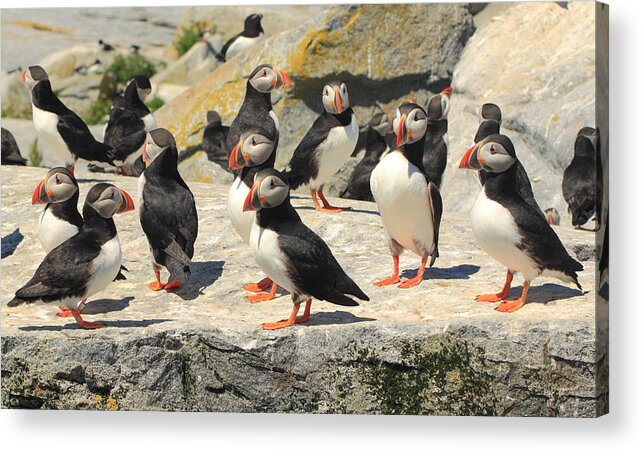 Wildlife Acrylic Print featuring the photograph Atlantic Puffin Colony #1 by John Burk