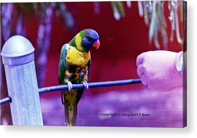 Birds Acrylic Print featuring the photograph Bird #1 by Karl Rose