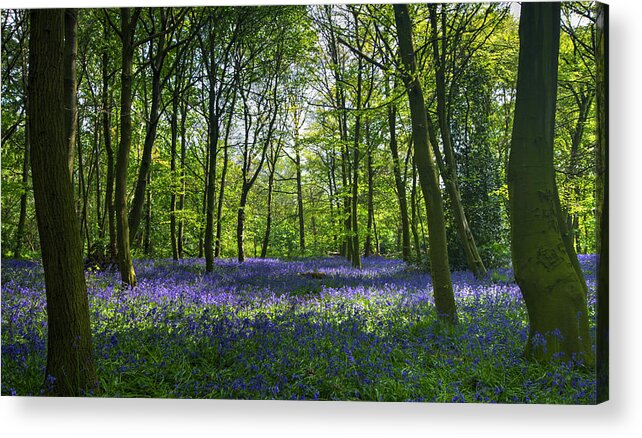 Bluebells Acrylic Print featuring the photograph Chalet Wood Wanstead Park Bluebells #2 by David French