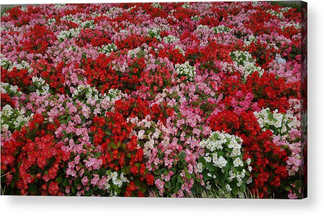 Flowers Acrylic Print featuring the photograph Flower Bed #1 by Tinjoe Mbugus