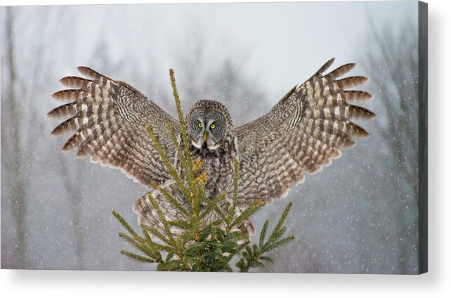 Animal Themes Acrylic Print featuring the photograph Great Gray Owl #1 by Copyright Michael Cummings
