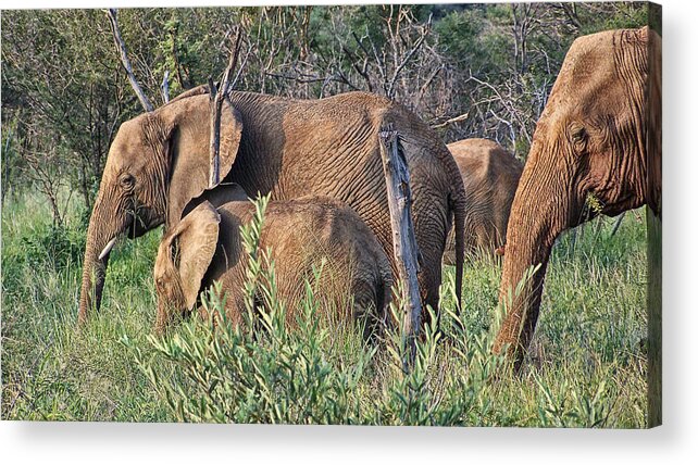 Elephant Bull Acrylic Print featuring the photograph Greener Pastures #1 by Douglas Barnard