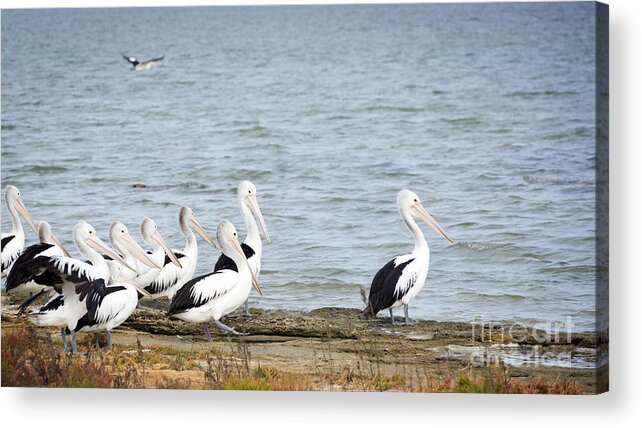Pelican Acrylic Print featuring the photograph Pelicans #1 by THP Creative