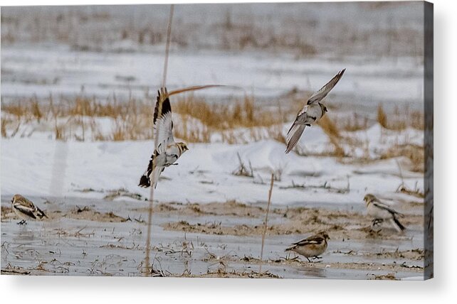Calcariidae Acrylic Print featuring the photograph Snow bunting in flight #1 by SAURAVphoto Online Store