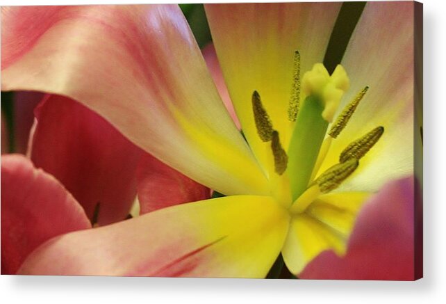 Flora Acrylic Print featuring the photograph Grand Opening #2 by Bruce Bley