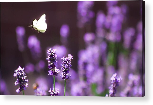 Lilac Acrylic Print featuring the photograph Lilac lavender afternoon #2 by Catherine Davies