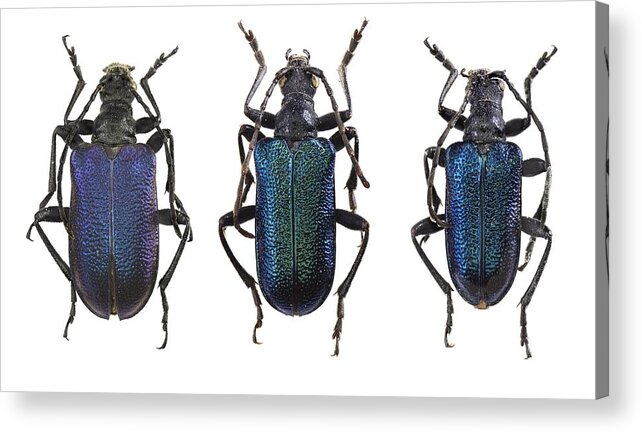 Entomology Acrylic Print featuring the photograph Longhorn beetles #2 by Science Photo Library