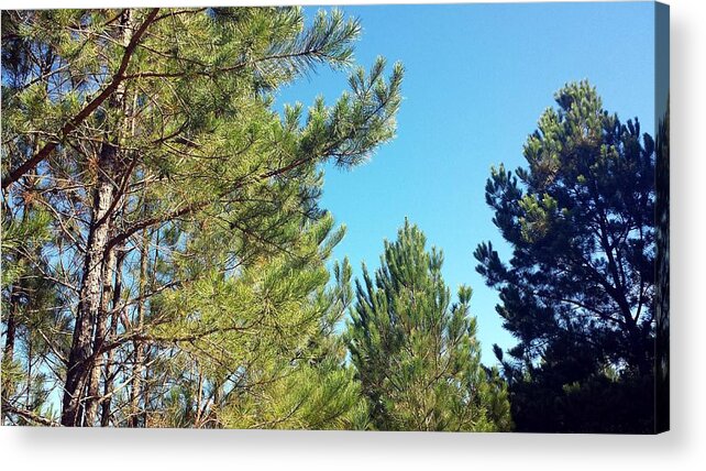 Pine Acrylic Print featuring the photograph Pine Forest Fall #2 by Kenny Glover