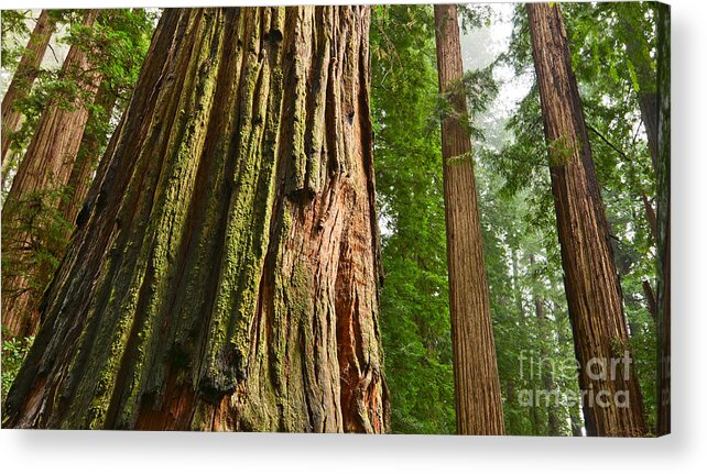 Redwoods Acrylic Print featuring the photograph The beautiful and massive giant redwoods Sequoia sempervirens in Redwoods National Park. #2 by Jamie Pham