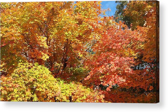 Fall Acrylic Print featuring the photograph Fall Explosion of Color #22 by Kenny Glover