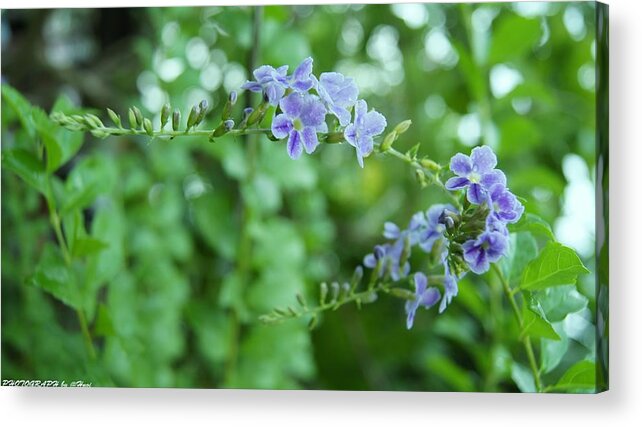  Acrylic Print featuring the photograph Flowers for you #28 by Gornganogphatchara Kalapun