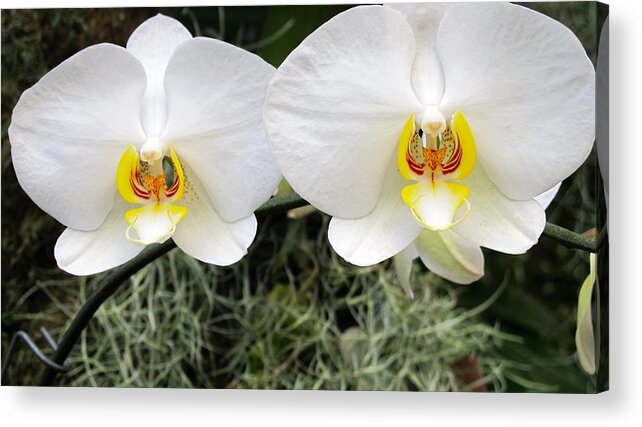 Orchid Acrylic Print featuring the photograph White orchids #3 by Sue Morris