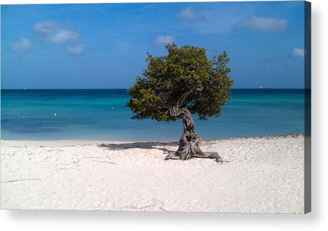 Aruba Acrylic Print featuring the photograph Aruba Divi Divi Tree #4 by Curtis Krusie