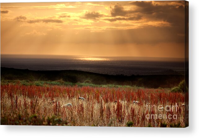 Sun Acrylic Print featuring the photograph Evening at the Sea #4 by Nailia Schwarz