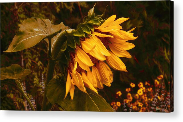 Sunflower Acrylic Print featuring the photograph 5am Wake Up Call by Douglas MooreZart