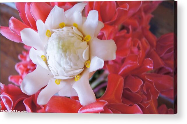  Acrylic Print featuring the photograph Flower for you #90 by Gornganogphatchara Kalapun