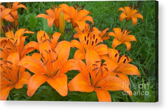 Lilys Acrylic Print featuring the photograph A garden full of Lilies by Jennifer E Doll