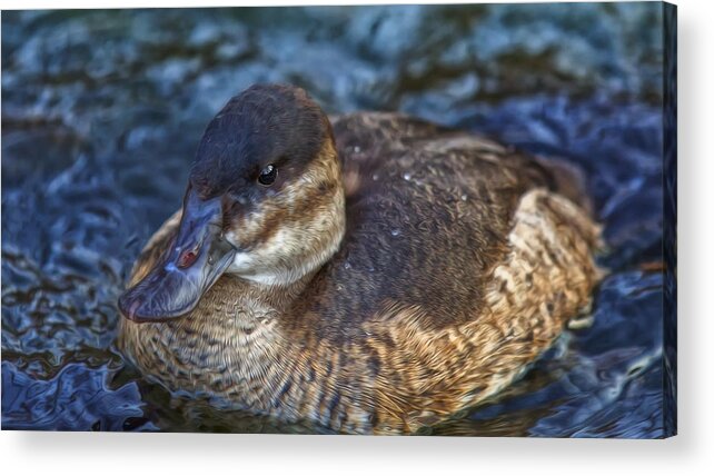 Duck Acrylic Print featuring the photograph Adult Female Ruddy Duck by Bill and Linda Tiepelman