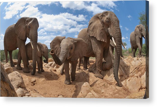 Feb0514 Acrylic Print featuring the photograph African Elephant Herd Kenya by Tui De Roy