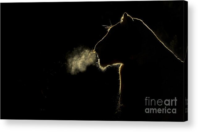 Nis Acrylic Print featuring the photograph African Lioness Breath Sabi Sands South by Brendon Cremer