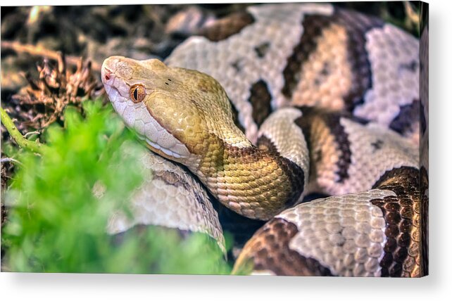Agkistrodon Acrylic Print featuring the photograph Agkistrodon contortrix by Traveler's Pics
