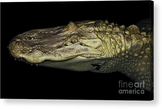Alligator Acrylic Print featuring the photograph Albino Alligator by Phil Cardamone