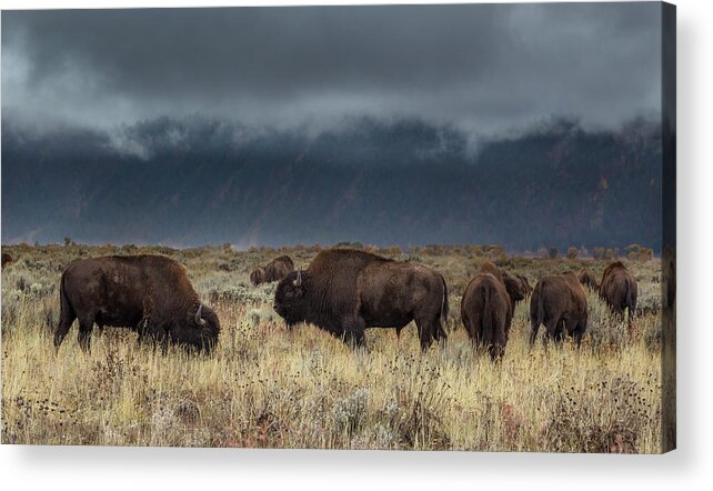 Bison Acrylic Print featuring the photograph American Bison on the Prairie by Kathleen Bishop