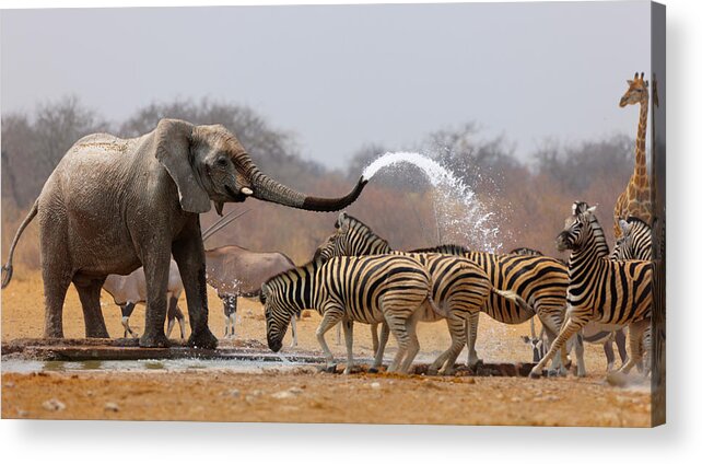 Funny Acrylic Print featuring the photograph Animal humour by Johan Swanepoel