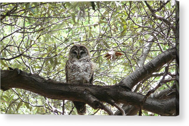 Owl Acrylic Print featuring the photograph Arizona Spotted Owl by William Stewart