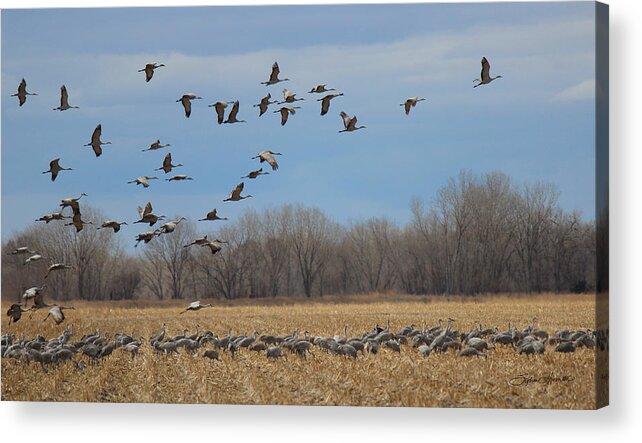 Cranes Acrylic Print featuring the photograph Ascend by Sylvia Thornton