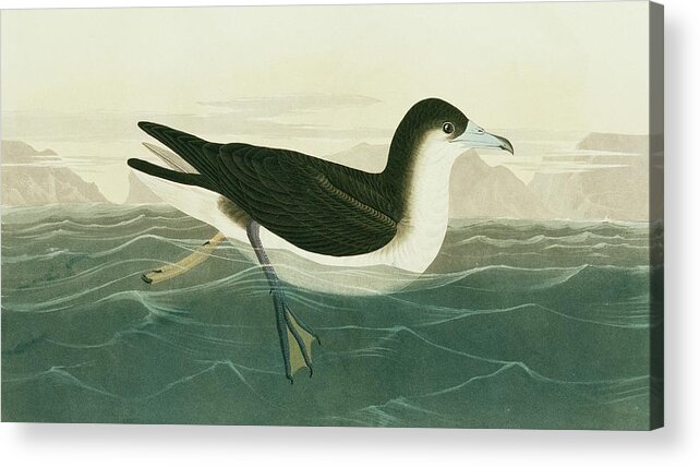Illustration Acrylic Print featuring the photograph Audubon's Shearwater by Natural History Museum, London/science Photo Library