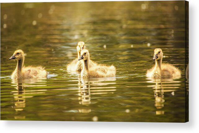 Goose Acrylic Print featuring the photograph Baby Geese On The Water by Bill and Linda Tiepelman