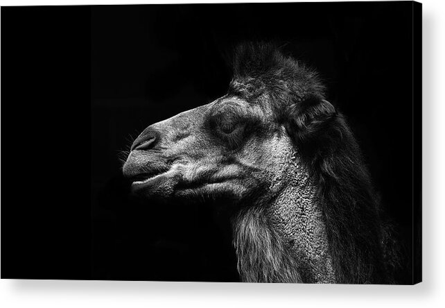 Working Animal Acrylic Print featuring the photograph Bactrian Camel by © Christian Meermann
