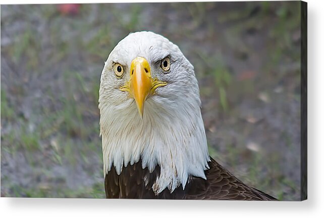 Wildlife Acrylic Print featuring the photograph Bald Eagle 2 by Kenneth Albin