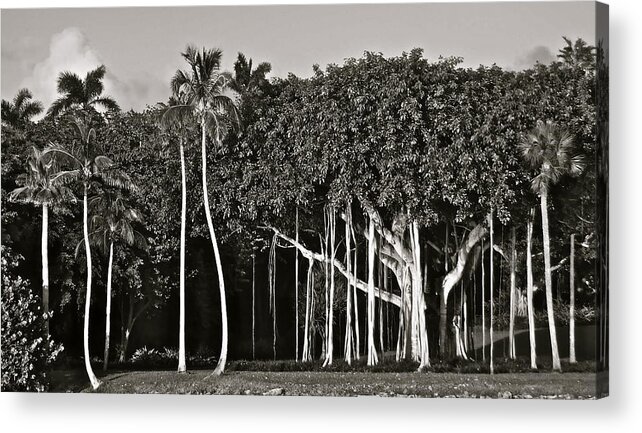 Banyan Tree Acrylic Print featuring the photograph Banyan with Palms by Kim Pippinger