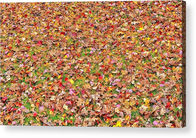 New York Acrylic Print featuring the photograph Beautiful Autumn Oak Maple and Japanese Maple Leaves by Marianne Campolongo
