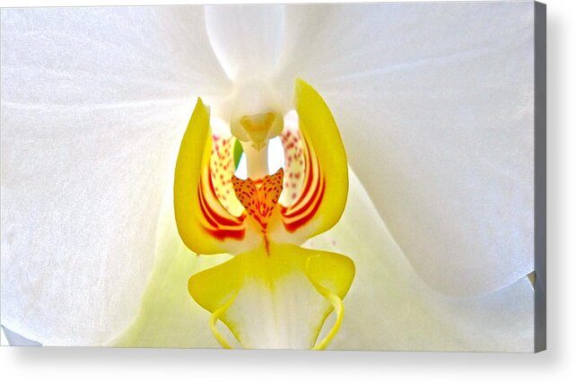 Orchid Acrylic Print featuring the photograph Beautiful white orchid by Sue Morris