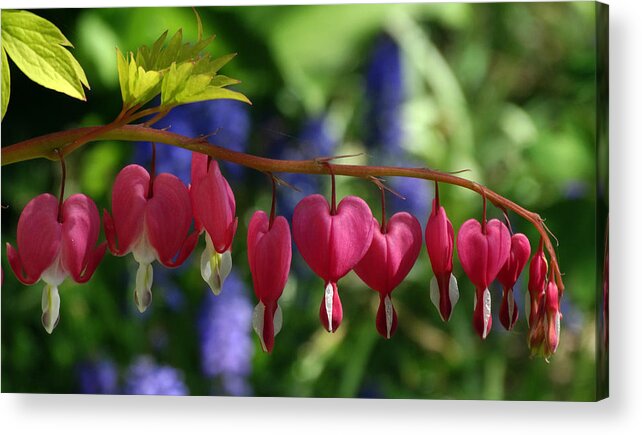 Flowers Acrylic Print featuring the photograph Bleeding Hearts by David T Wilkinson