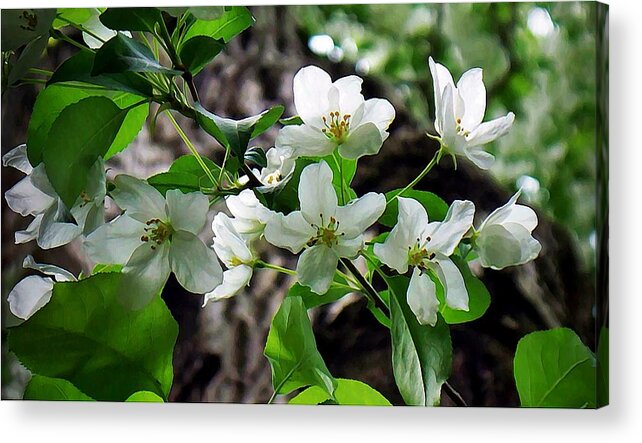 Blossoms Acrylic Print featuring the photograph Blossoms by Joy Nichols