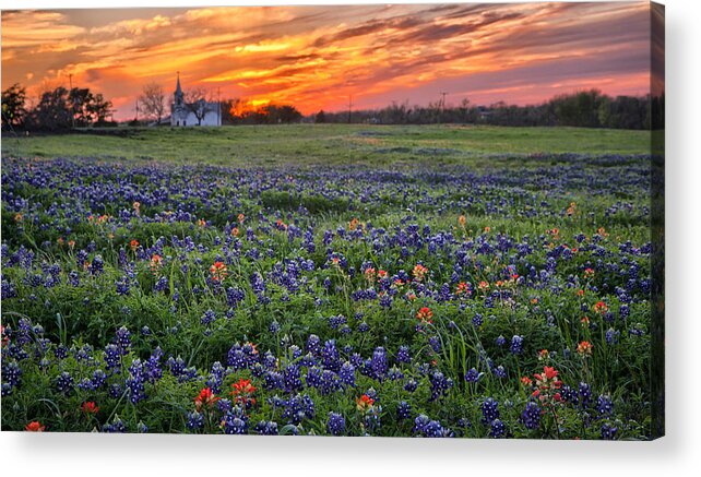 Bluebonnet Acrylic Print featuring the photograph Bluebonnet Sunset by Chris Multop