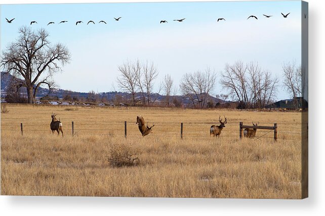 Deer Jumping Phoograph Acrylic Print featuring the photograph Bucks and Geese by Jim Garrison
