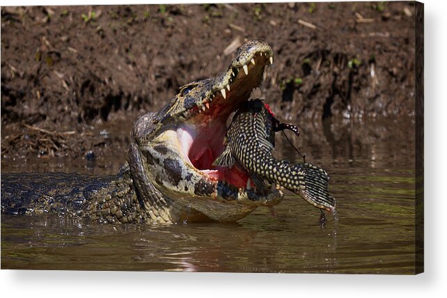 Brazil Acrylic Print featuring the photograph Caiman vs Catfish 1 by David Beebe