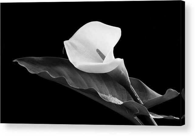Calla Lili Acrylic Print featuring the photograph Calla lily flower by Michalakis Ppalis