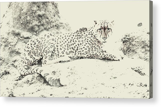 Stylized Acrylic Print featuring the photograph Cheetah Stare by Tom Wurl