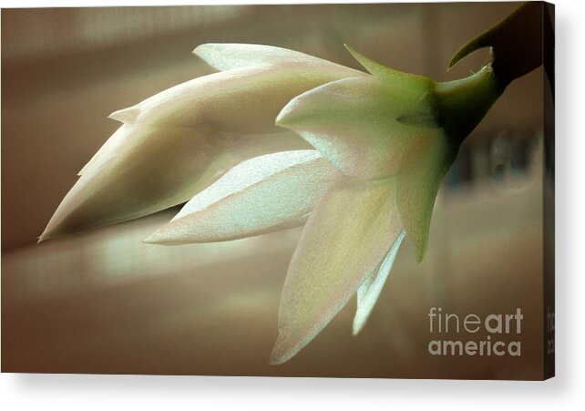 Art Prints Acrylic Print featuring the photograph Christmas Bloom by Dave Bosse